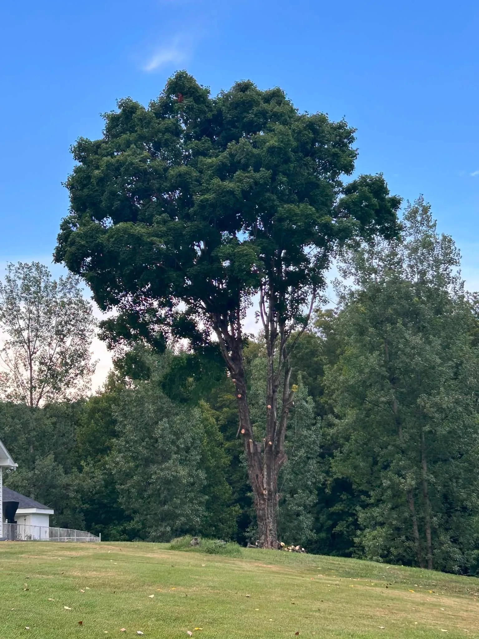 Large mature tree being professionally trimmed and pruned by Friendly Tree Service.