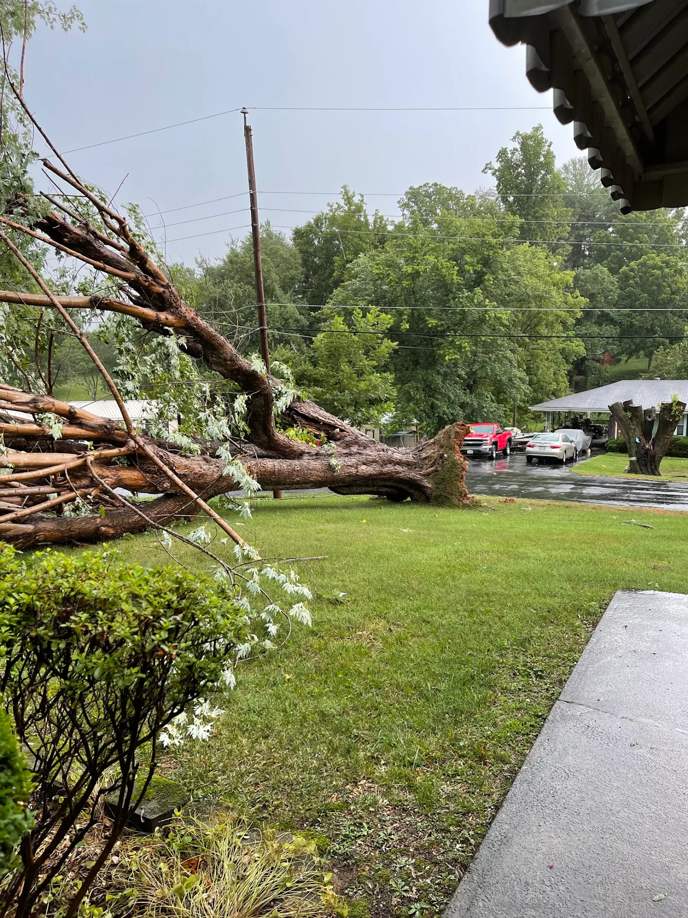 Before: storm-fallen tree across the yard