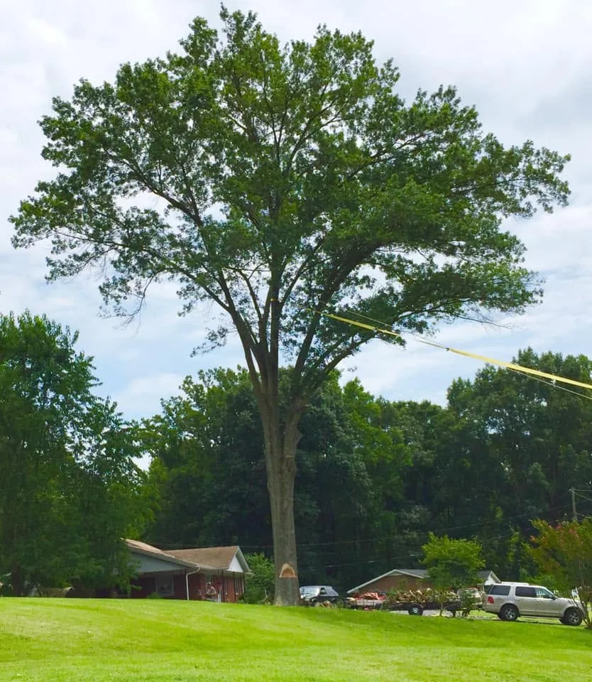 Before: large tree standing in the yard